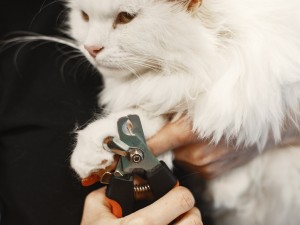 Kedi Tırnağı Nasıl Kesilir?